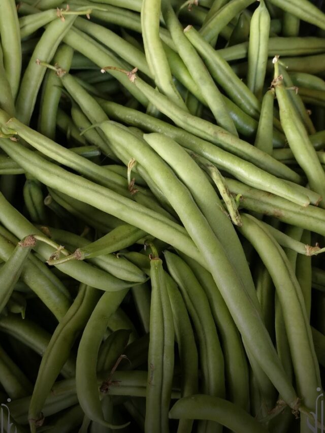 हरी बीन्स खाने से सेहत को मिलते हैं खास लाभ